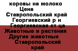 коровы на молоко › Цена ­ 60 000 - Ставропольский край, Георгиевский р-н, Георгиевская ст-ца Животные и растения » Другие животные   . Ставропольский край